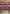 Classic Equine Saddle Blanket