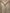 Saddle House Tooled Breastcollar