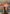 Saddle House Baldus Versatility Saddle